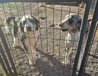 Bernadoodle sisters, a female Miniature Bernedoodle for sale in Saxon, WI – Photo 4 of 5