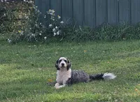 Bernadoodle sisters, a female Miniature Bernedoodle for sale in Saxon, WI – Photo 1 of 5