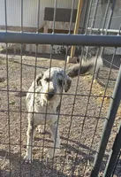 Bernadoodle sisters, a female Miniature Bernedoodle for sale in Saxon, WI – Photo 3 of 5