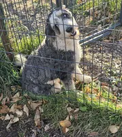 Bernadoodle sisters, a female Miniature Bernedoodle for sale in Saxon, WI – Photo 2 of 5