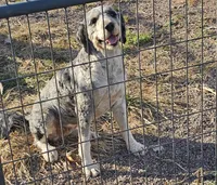 Bernadoodle sisters, a female Miniature Bernedoodle for sale in Saxon, WI – Photo 5 of 5