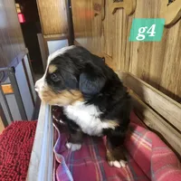 Girl #4, a female Bernese Mountain Dog for sale in Saxon, WI – Photo 4 of 4