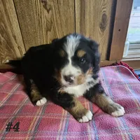 Girl #4, a female Bernese Mountain Dog for sale in Saxon, WI – Photo 1 of 4