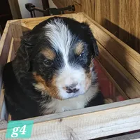 Girl #4, a female Bernese Mountain Dog for sale in Saxon, WI – Photo 3 of 4