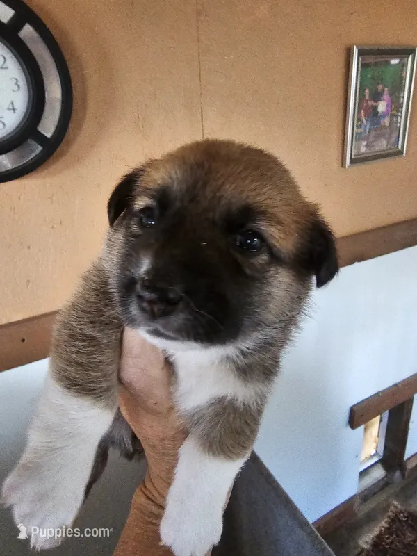 Tasha – Pembroke Welsh Corgi puppy for sale in Saxon, WI