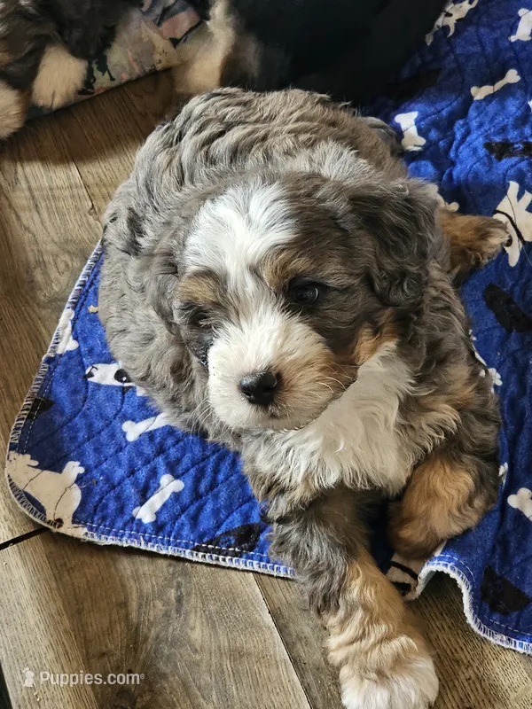 Boy #3 – Bernese Mountain Dog puppy for sale in Saxon, WI