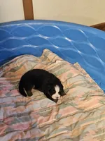 Mountain Aussie (Bruiser), a male Bernese Mountain Dog for sale in Saxon, WI – 2 of 6