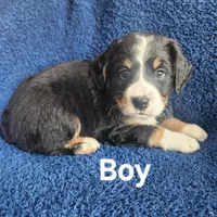 Boy 4 bernadoodle, a male Bernese Mountain Dog and Bernedoodle for sale in Saxon, WI – Photo 2 of 5