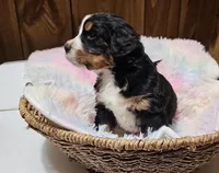 Boy 4 bernadoodle, a male Bernese Mountain Dog and Bernedoodle for sale in Saxon, WI – Photo 1 of 5