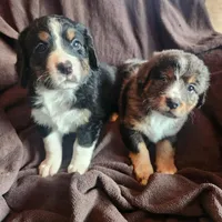 Boy 4 bernadoodle, a male Bernese Mountain Dog and Bernedoodle for sale in Saxon, WI – Photo 3 of 5