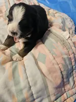 Mountain Aussie (Bruiser), a male Bernese Mountain Dog for sale in Saxon, WI – 1 of 6