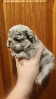 Blue merle girl Akc, a female French Bulldog for sale in Saxon, WI – 2 of 3