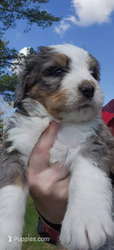 Boy #4 – Bernese Mountain Dog puppy for sale in Saxon, WI