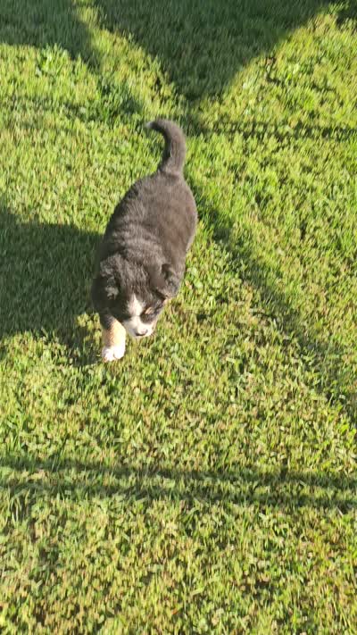 BRUTUS, a male Bernese Mountain Dog for sale in Saxon, WI – 4 of 6
