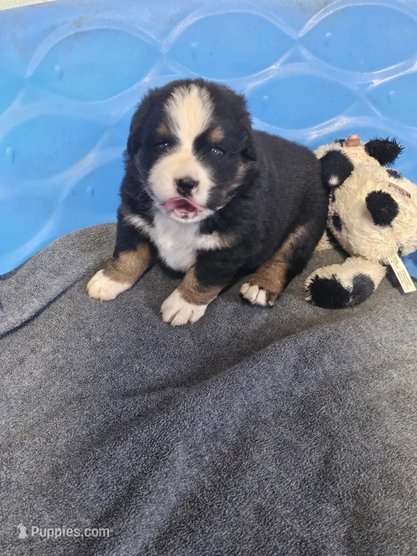 Mountain Aussie (Bruiser) – Bernese Mountain Dog puppy for sale in Saxon, WI