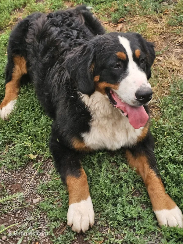 ROSE – Bernese Mountain Dog puppy on hold in Saxon, WI