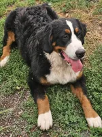 ROSE, a female Bernese Mountain Dog for sale in Saxon, WI – 1 of 3