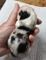 Dottie runt boy, a male Pembroke Welsh Corgi for sale in Saxon, WI – Photo 1 of 3