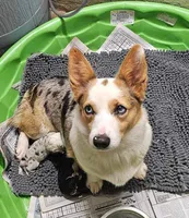 Dottie runt boy, a male Pembroke Welsh Corgi for sale in Saxon, WI – Photo 3 of 3