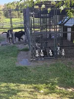 Boy #5, a male Bernese Mountain Dog for sale in Saxon, WI – 3 of 9
