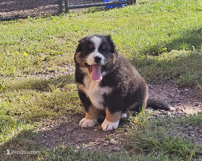 BRUTUS – Bernese Mountain Dog puppy for sale in Saxon, WI