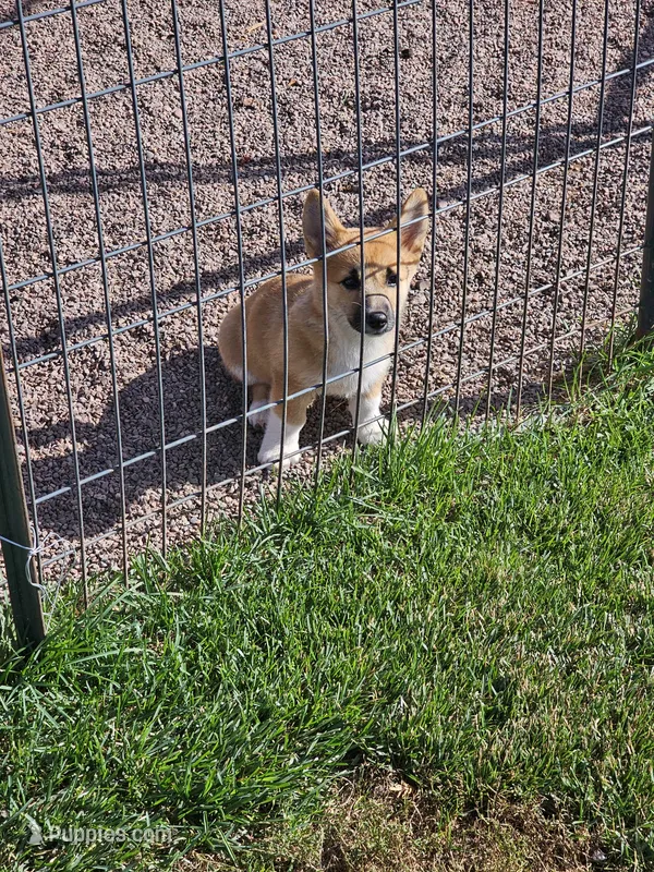 Corgi girl – Pembroke Welsh Corgi puppy for sale in Saxon, WI