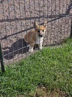 Corgi girl, a female Pembroke Welsh Corgi for sale in Saxon, WI – 1 of 4