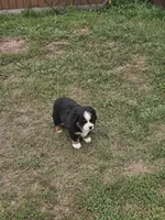 BRUTUS, a male Bernese Mountain Dog for sale in Saxon, WI – 5 of 6