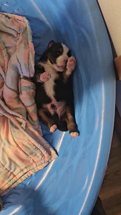Mountain Aussie (Bruiser), a male Bernese Mountain Dog for sale in Saxon, WI – 6 of 6