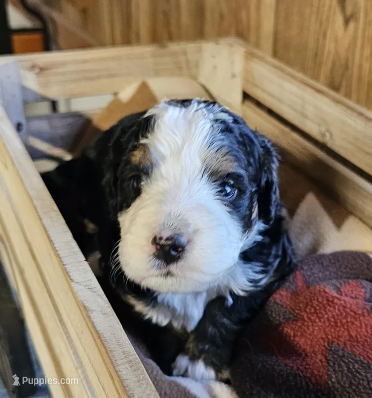 Boy #2 – Bernese Mountain Dog puppy for sale in Saxon, WI