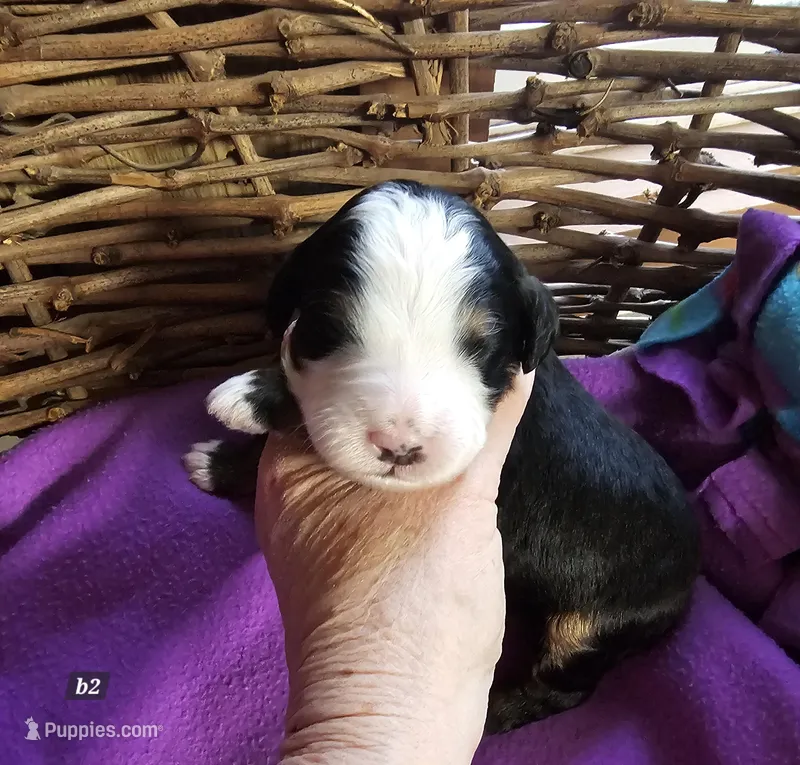 Boy #2 – Bernese Mountain Dog puppy for sale in Saxon, WI