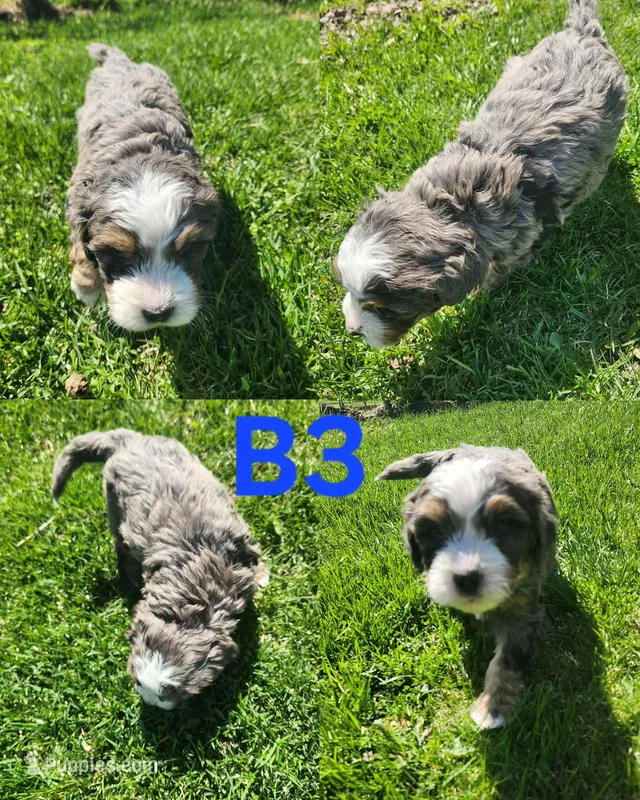 Boy #3 – Bernese Mountain Dog puppy for sale in Saxon, WI