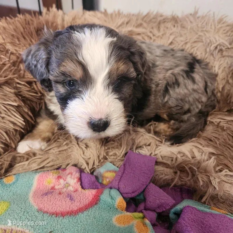 Boy #3 – Bernese Mountain Dog puppy for sale in Saxon, WI