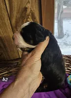 Boy #2, a male Bernese Mountain Dog for sale in Saxon, WI – Photo 6 of 7