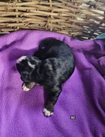 Boy #2, a male Bernese Mountain Dog for sale in Saxon, WI – Photo 3 of 7