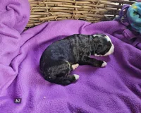 Boy #2, a male Bernese Mountain Dog for sale in Saxon, WI – Photo 5 of 7