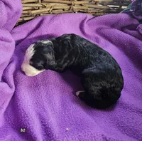 Boy #2, a male Bernese Mountain Dog for sale in Saxon, WI – Photo 4 of 7