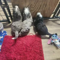Boy #3, a male Bernese Mountain Dog for sale in Saxon, WI – 5 of 6