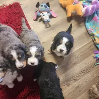 Boy #3, a male Bernese Mountain Dog for sale in Saxon, WI – 4 of 6