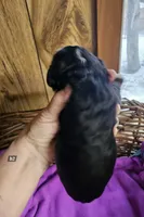 Boy #2, a male Bernese Mountain Dog for sale in Saxon, WI – Photo 2 of 7