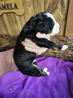 Boy #2, a male Bernese Mountain Dog for sale in Saxon, WI – Photo 7 of 7