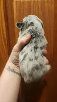 Blue merle girl Akc, a female French Bulldog for sale in Saxon, WI – 3 of 3