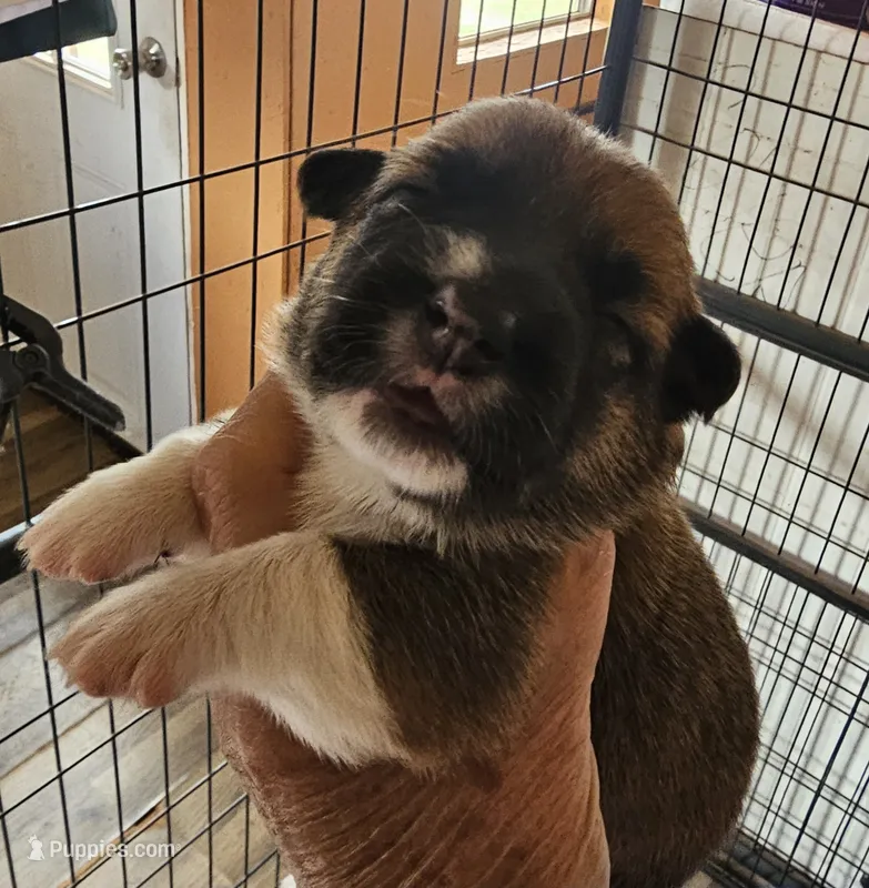 Tasha – Pembroke Welsh Corgi puppy for sale in Saxon, WI