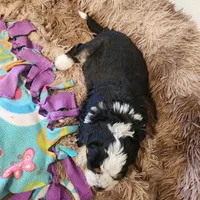 Boy #5, a male Bernese Mountain Dog for sale in Saxon, WI – 6 of 9