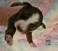 G3 merle, a female Bernedoodle for sale in Saxon, WI – Photo 5 of 10