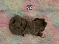 G3 merle, a female Bernedoodle for sale in Saxon, WI – Photo 2 of 10