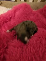 G3 merle, a female Bernedoodle for sale in Saxon, WI – Photo 4 of 10