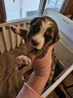 G3 merle, a female Bernedoodle for sale in Saxon, WI – Photo 1 of 10