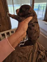 G3 merle, a female Bernedoodle for sale in Saxon, WI – Photo 9 of 10