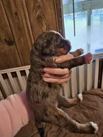 G3 merle, a female Bernedoodle for sale in Saxon, WI – Photo 7 of 10